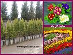 تصاویر نرم افزار