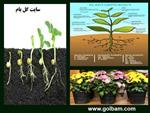 تصاویر نرم افزار