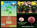 تصاویر نرم افزار