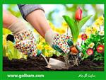 تصاویر نرم افزار