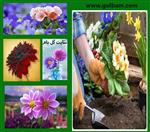 تصاویر نرم افزار