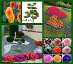 تصاویر نرم افزار