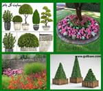 تصاویر نرم افزار