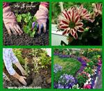 تصاویر نرم افزار