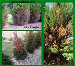 تصاویر نرم افزار