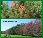تصاویر نرم افزار