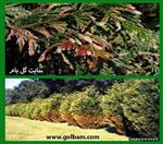 تصاویر نرم افزار