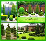 تصاویر نرم افزار
