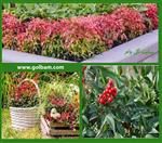 تصاویر نرم افزار