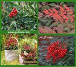 تصاویر نرم افزار