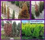 تصاویر نرم افزار