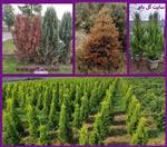 تصاویر نرم افزار