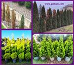 تصاویر نرم افزار