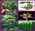 تصاویر نرم افزار