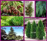 تصاویر نرم افزار