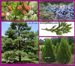 تصاویر نرم افزار