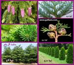 تصاویر نرم افزار