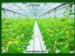 تصاویر نرم افزار