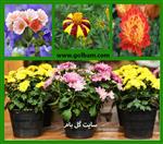 تصاویر نرم افزار