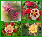 تصاویر نرم افزار