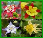 تصاویر نرم افزار