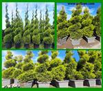 تصاویر نرم افزار