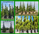 تصاویر نرم افزار