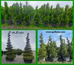 تصاویر نرم افزار