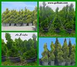 تصاویر نرم افزار