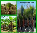 تصاویر نرم افزار