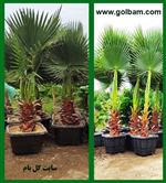 تصاویر نرم افزار