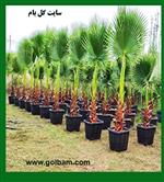 تصاویر نرم افزار