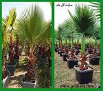 تصاویر نرم افزار