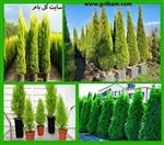 تصاویر نرم افزار