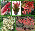 تصاویر نرم افزار