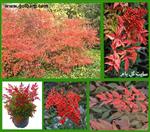 تصاویر نرم افزار